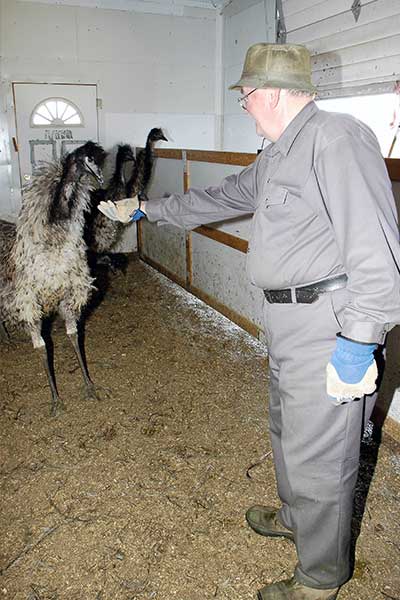 visite d'une ferme d'émeus