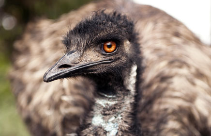 tarifs visite ferme émeu