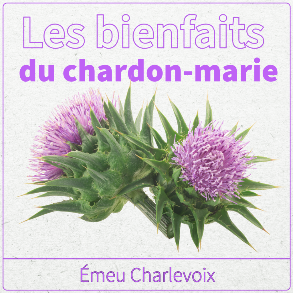 le chardon-marie